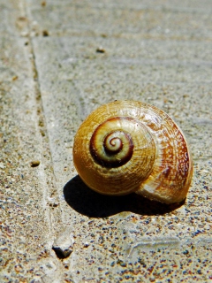 Shell wallpaper 240x320