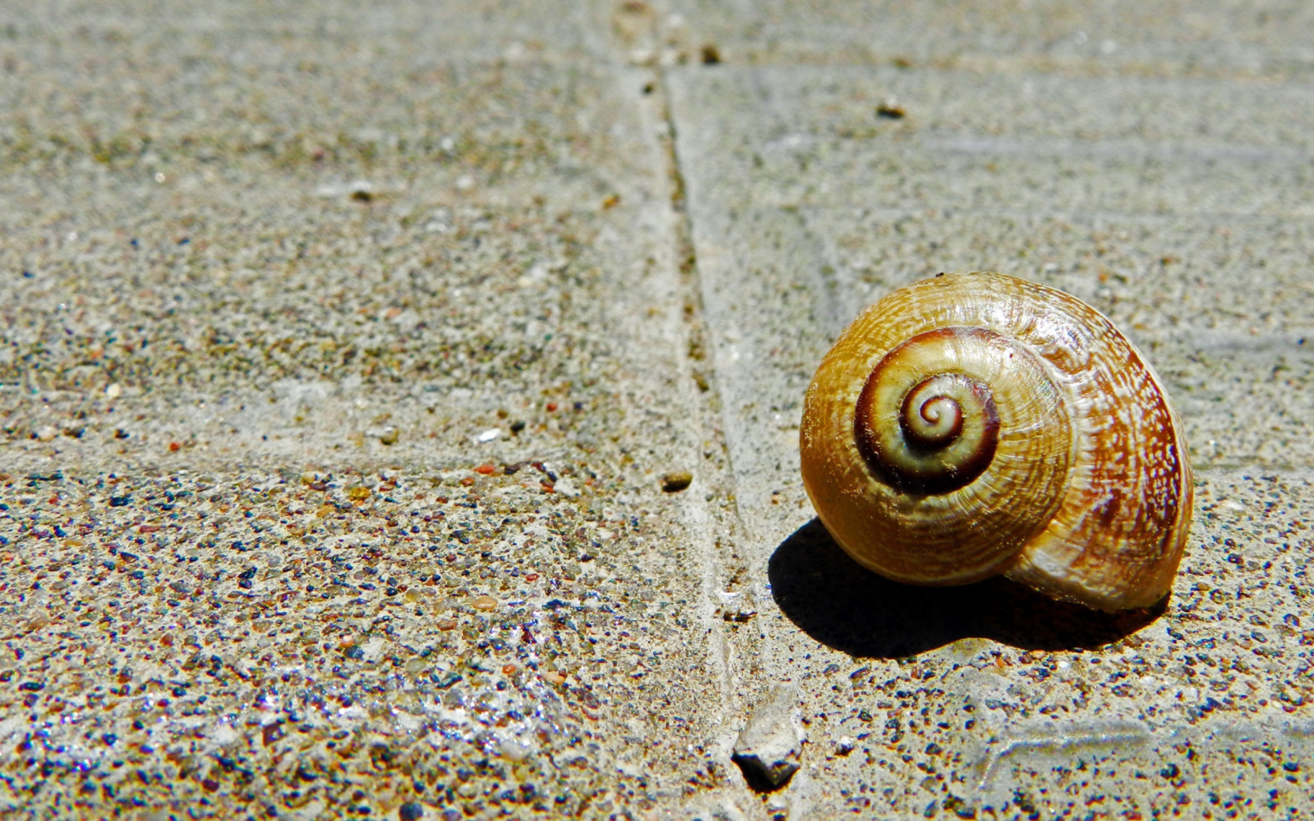 Shell wallpaper 2560x1600