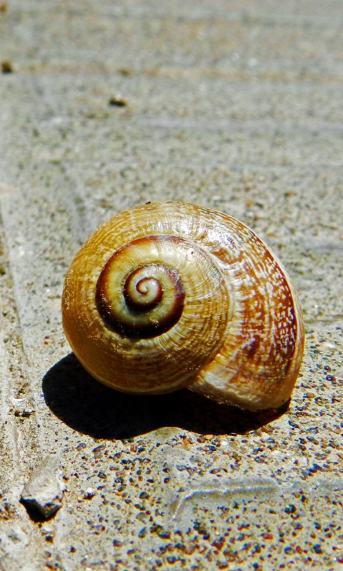 Shell wallpaper 480x800