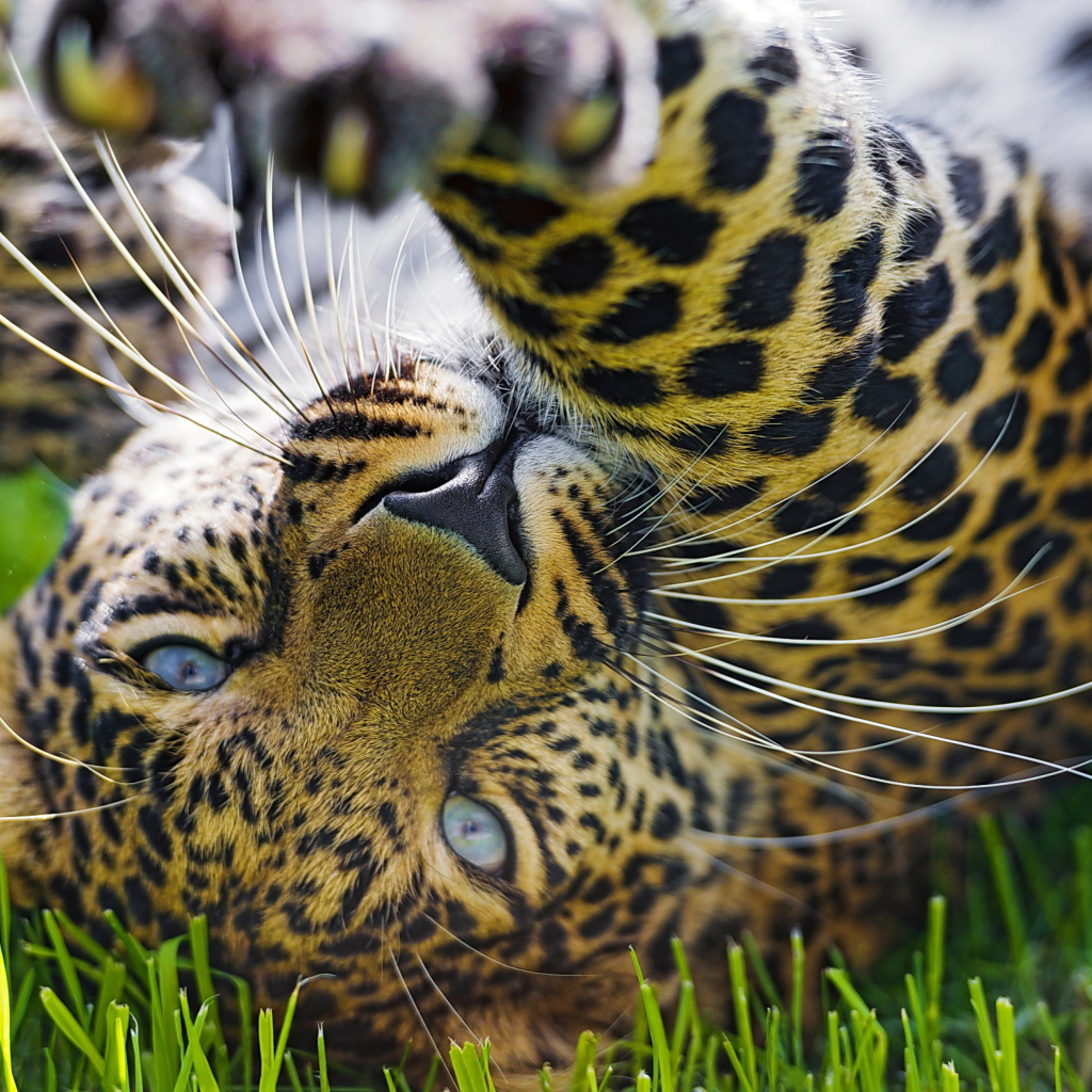 Sfondi Leopard In Grass 1024x1024