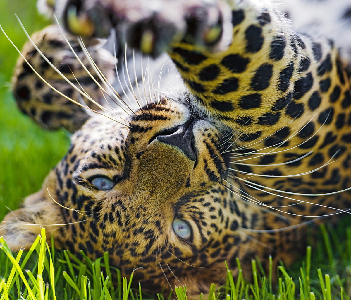 Leopard In Grass screenshot #1 1200x1024