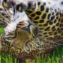 Sfondi Leopard In Grass 128x128