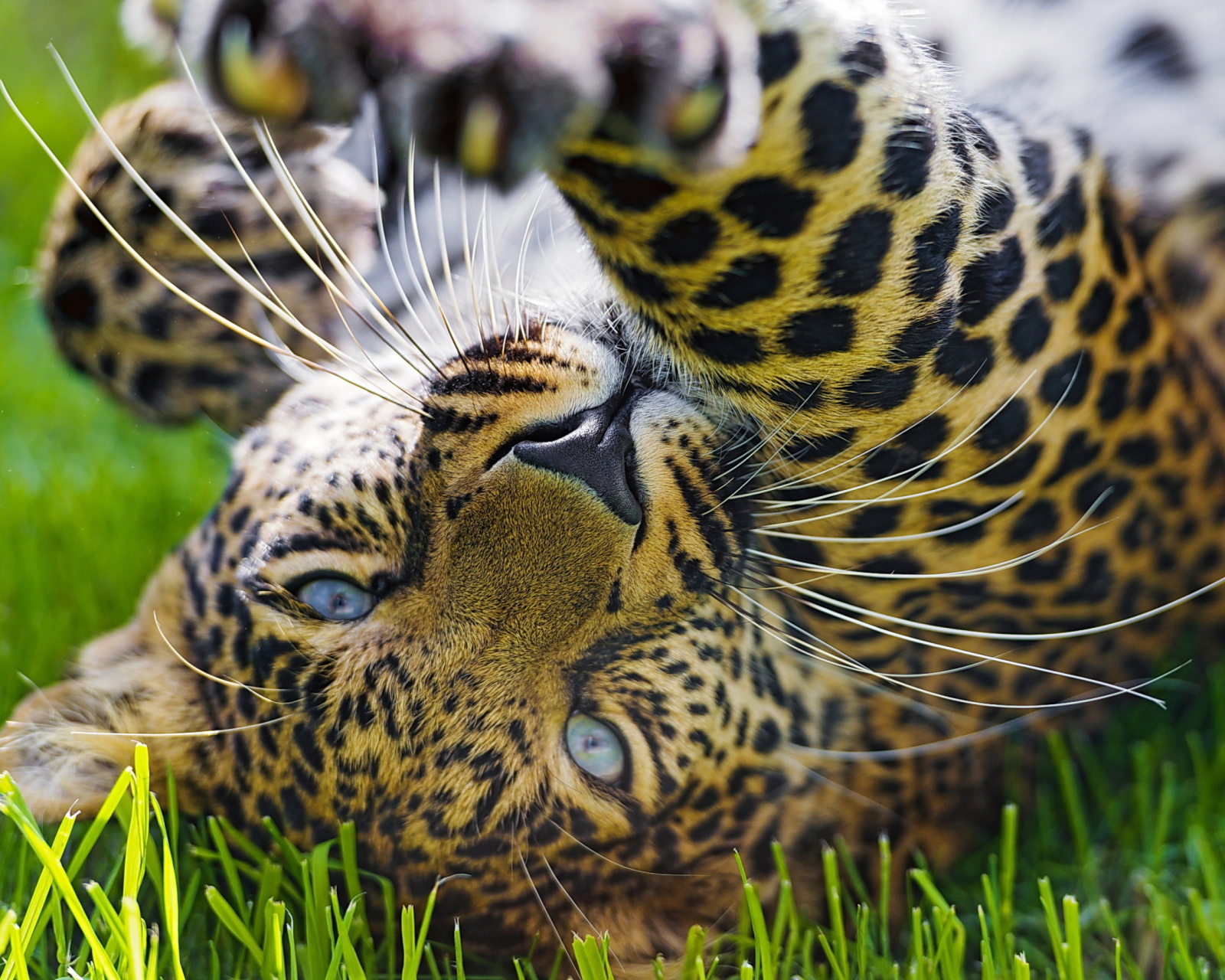 Sfondi Leopard In Grass 1600x1280