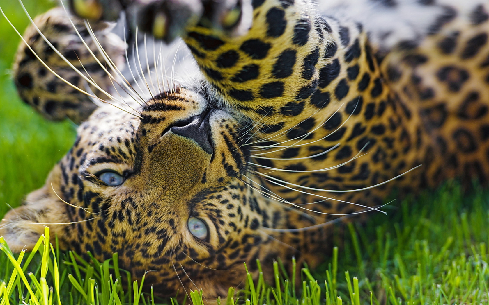 Das Leopard In Grass Wallpaper 1680x1050