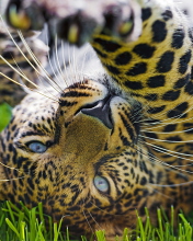 Sfondi Leopard In Grass 176x220