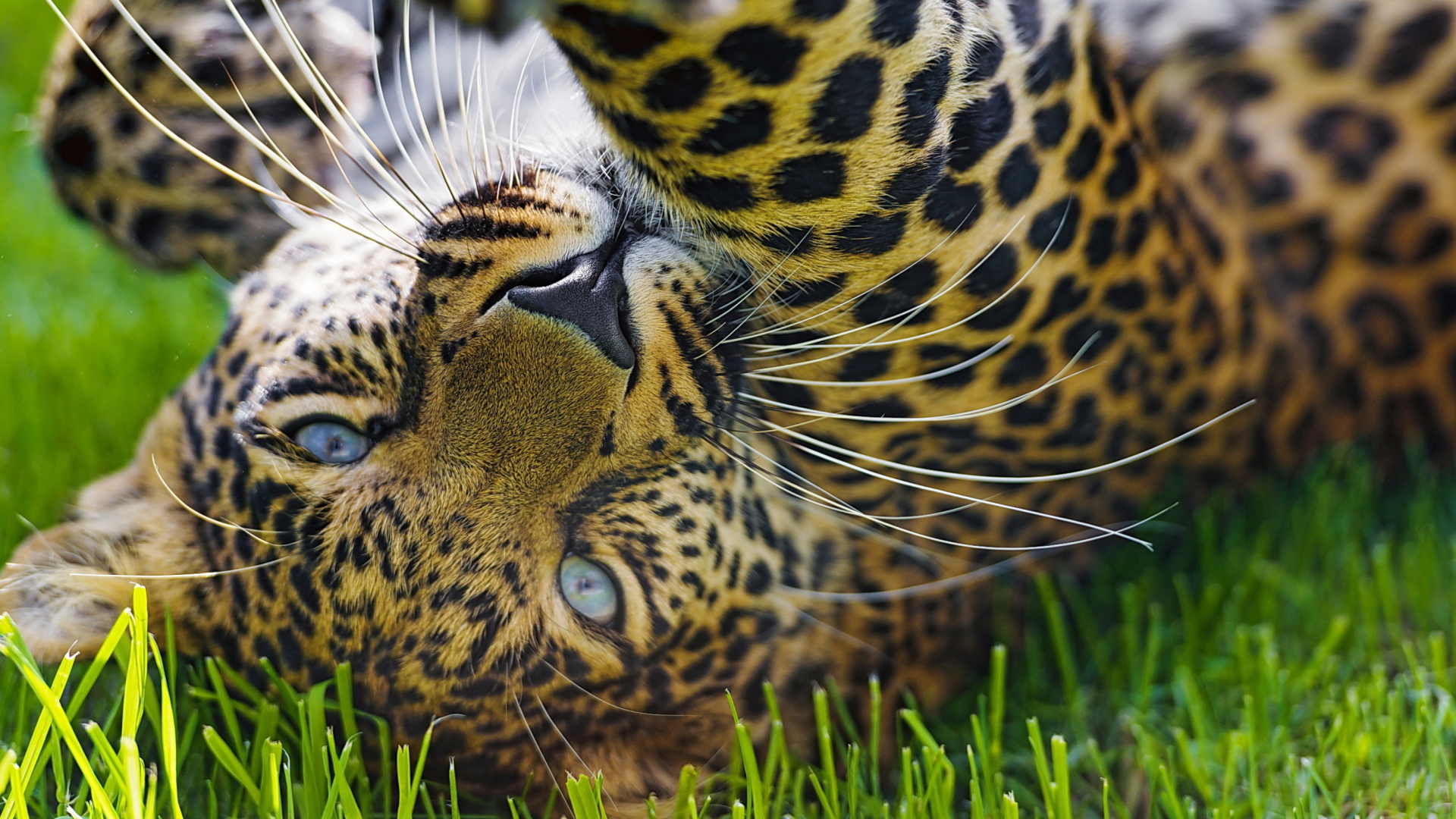 Sfondi Leopard In Grass 1920x1080