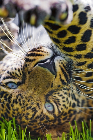 Fondo de pantalla Leopard In Grass 320x480