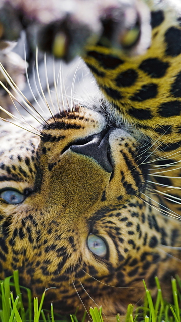 Обои Leopard In Grass 360x640