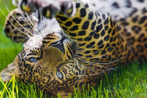 Sfondi Leopard In Grass 480x320