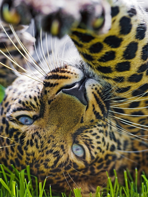 Das Leopard In Grass Wallpaper 480x640
