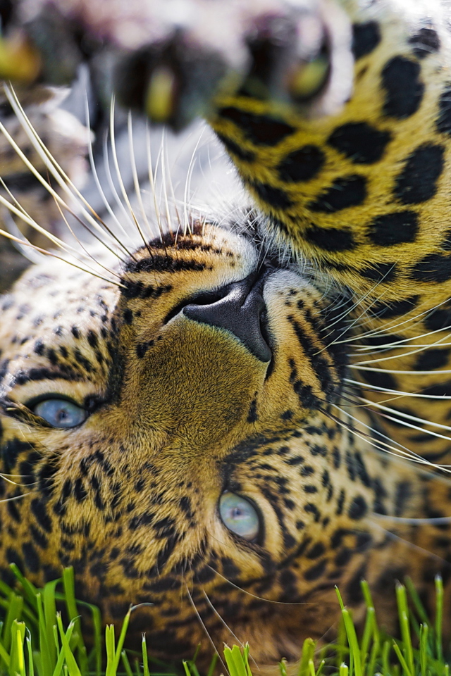 Das Leopard In Grass Wallpaper 640x960