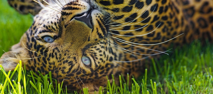 Leopard In Grass wallpaper 720x320