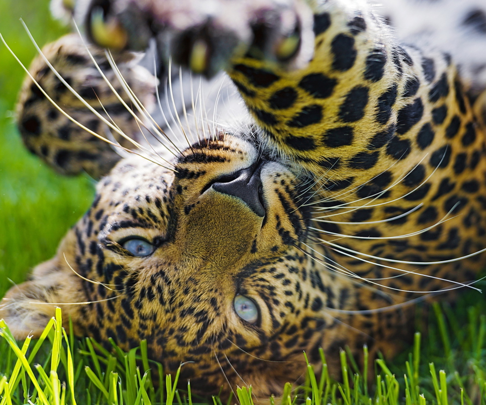 Обои Leopard In Grass 960x800