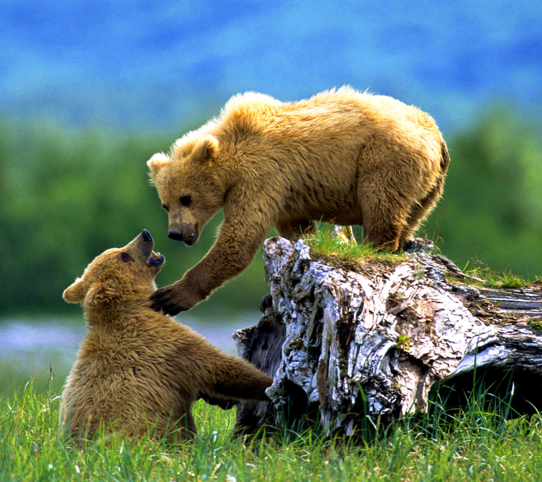 Обои Brown Bears Games 1080x960