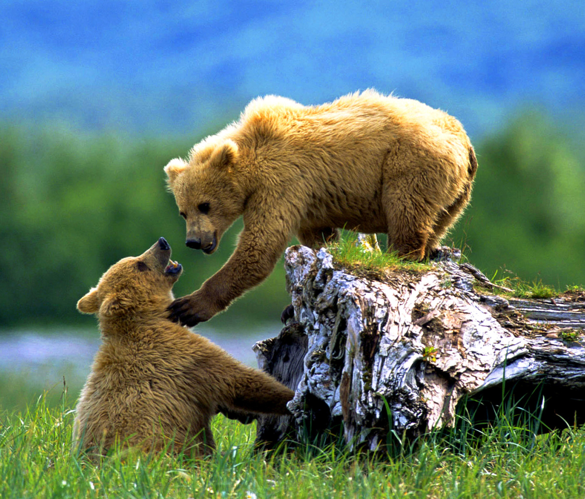 Обои Brown Bears Games 1200x1024