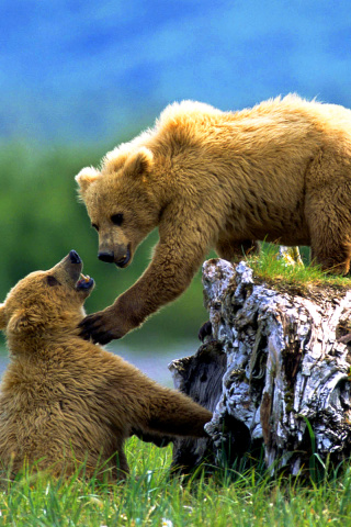 Обои Brown Bears Games 320x480