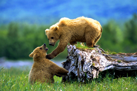 Brown Bears Games screenshot #1 480x320