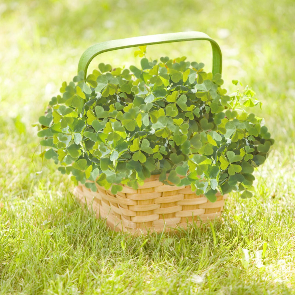 Clover Basket screenshot #1 1024x1024