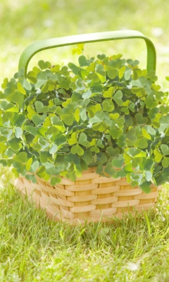 Fondo de pantalla Clover Basket 240x400