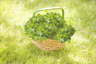 Clover Basket Wallpaper for Android, iPhone and iPad