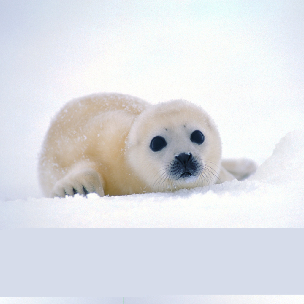 Das Arctic Seal Wallpaper 1024x1024