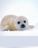 Arctic Seal screenshot #1 128x160