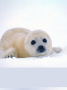 Arctic Seal wallpaper 132x176