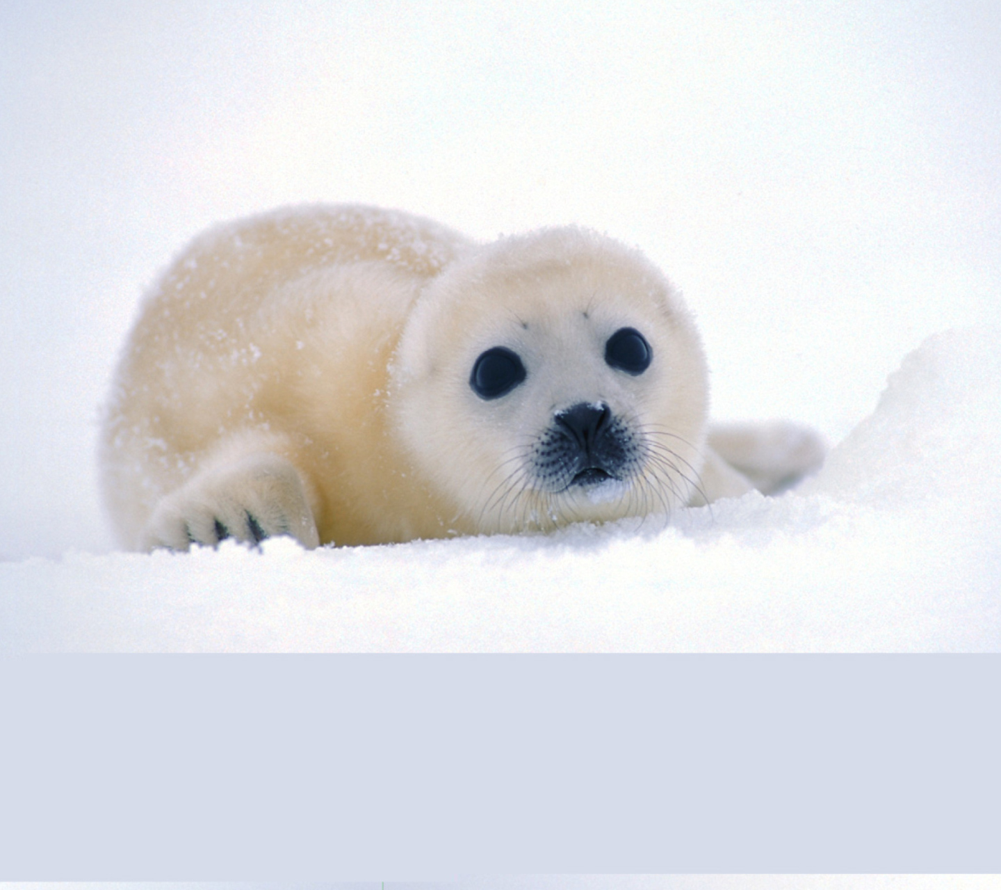 Fondo de pantalla Arctic Seal 1440x1280