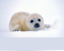 Arctic Seal wallpaper 220x176