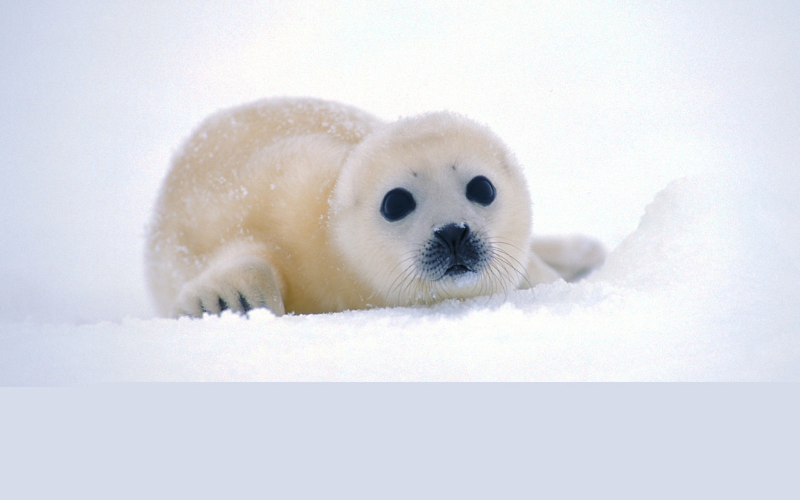 Das Arctic Seal Wallpaper 2560x1600