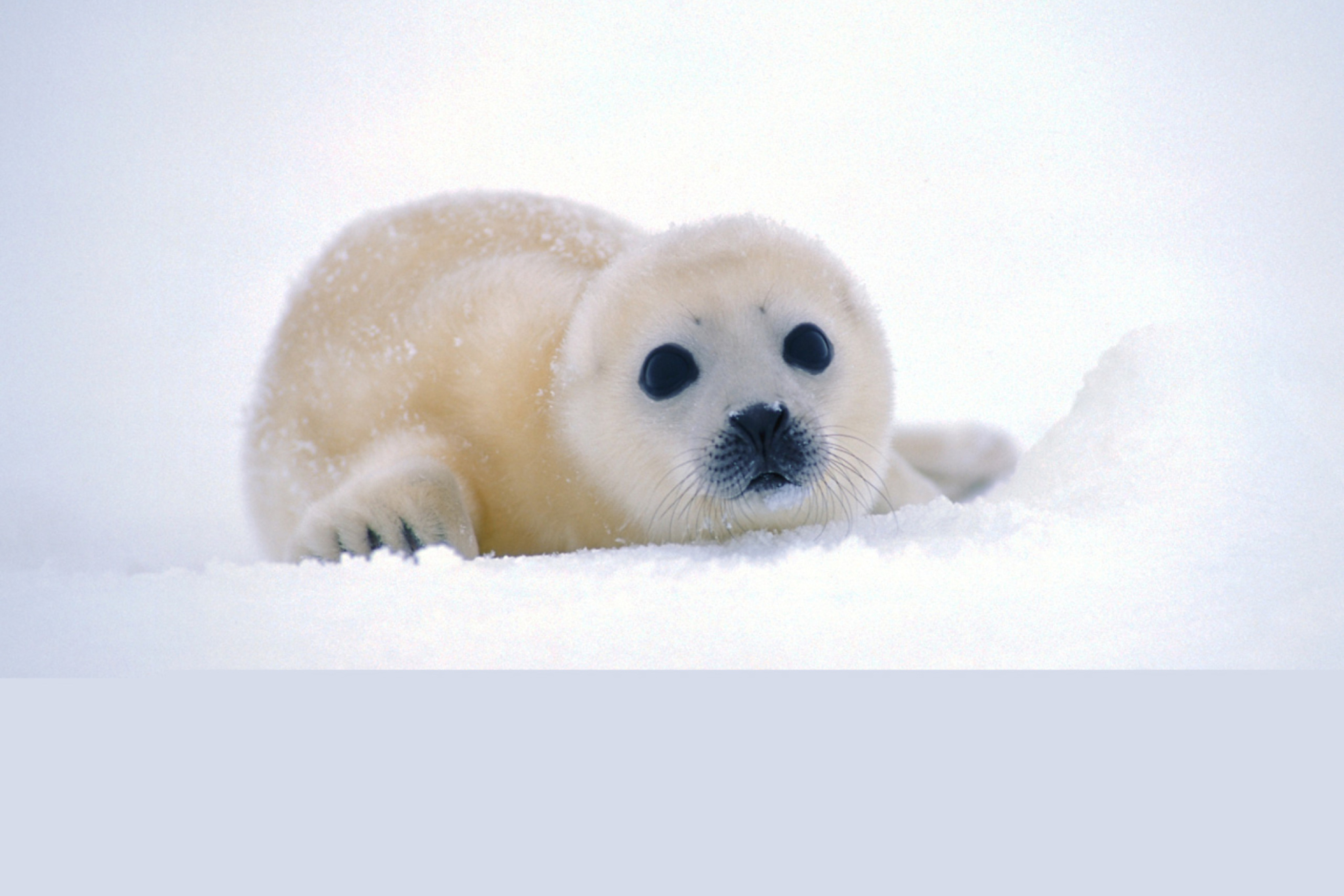 Arctic Seal screenshot #1 2880x1920