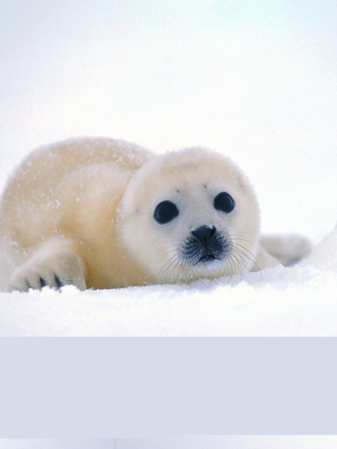 Fondo de pantalla Arctic Seal 480x640