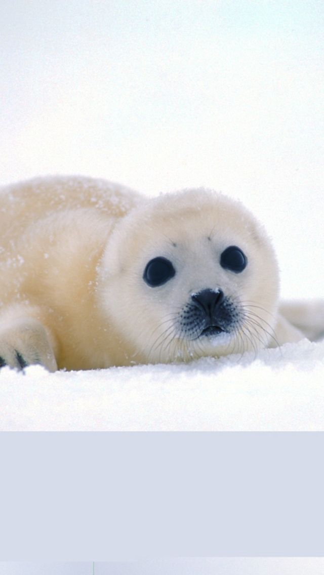 Arctic Seal screenshot #1 640x1136