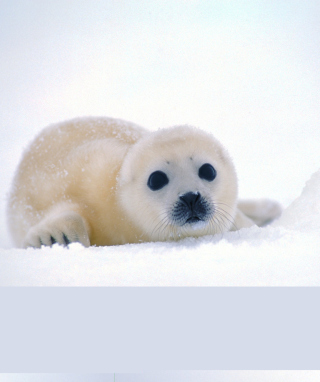 Kostenloses Arctic Seal Wallpaper für Nokia X1-01