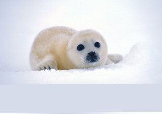 Arctic Seal - Obrázkek zdarma pro 1024x768