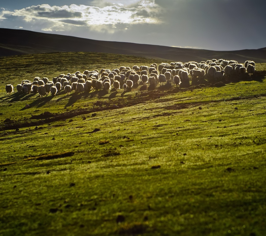 Обои Sheep On Green Hills Of England 1080x960