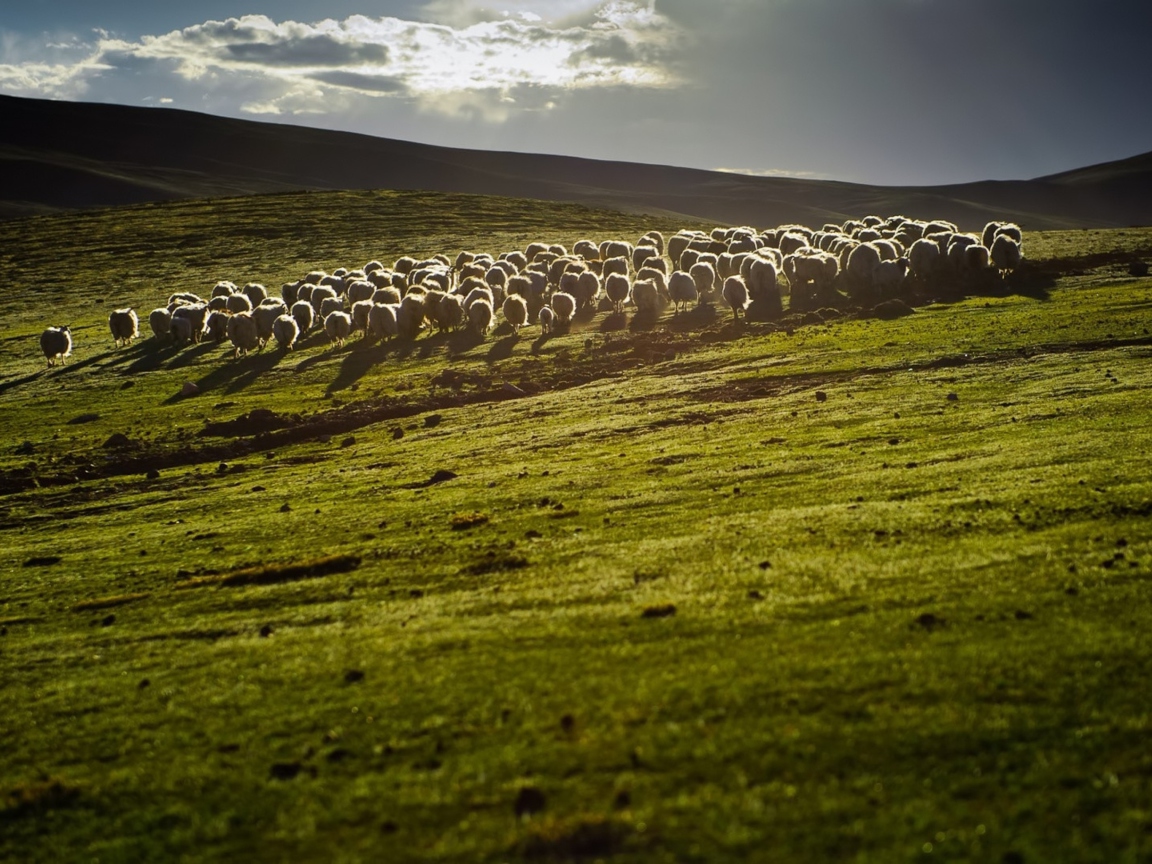 Fondo de pantalla Sheep On Green Hills Of England 1152x864