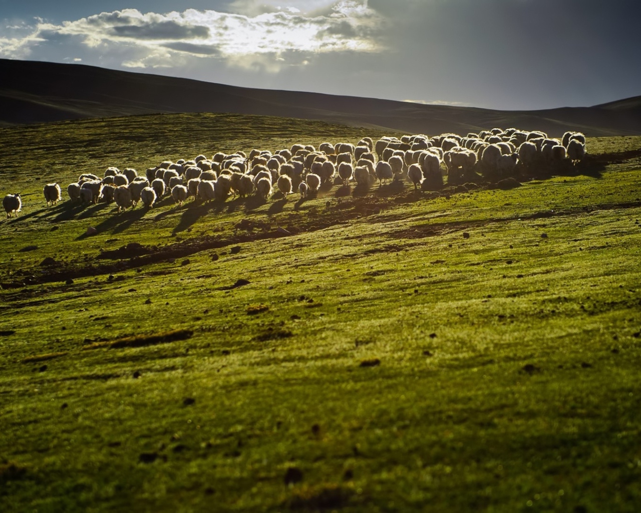 Sfondi Sheep On Green Hills Of England 1280x1024