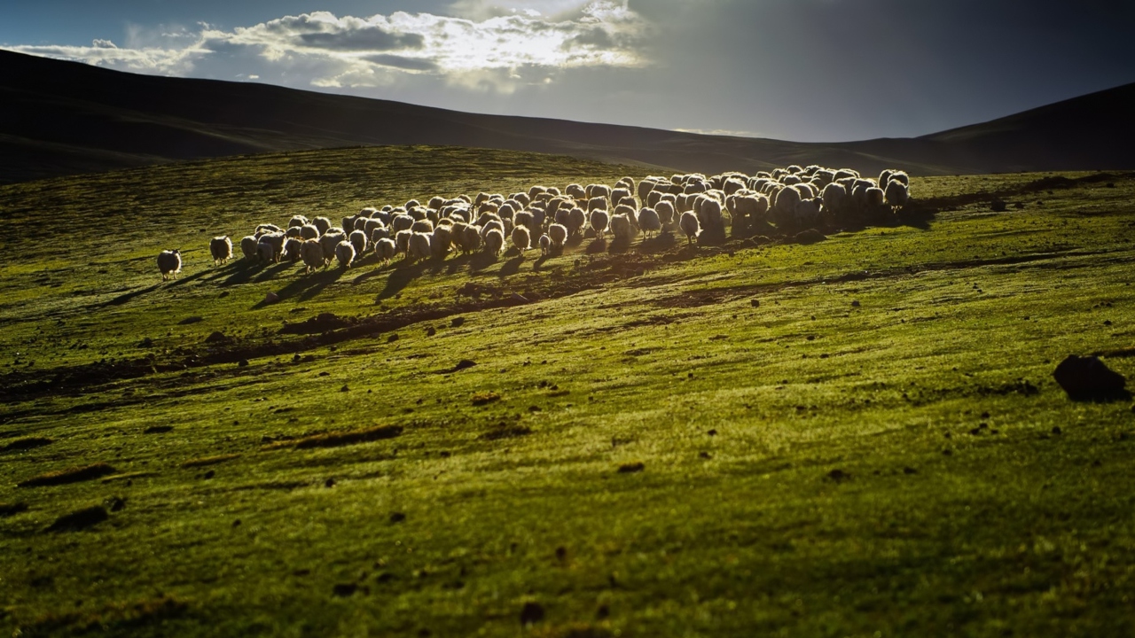 Fondo de pantalla Sheep On Green Hills Of England 1280x720