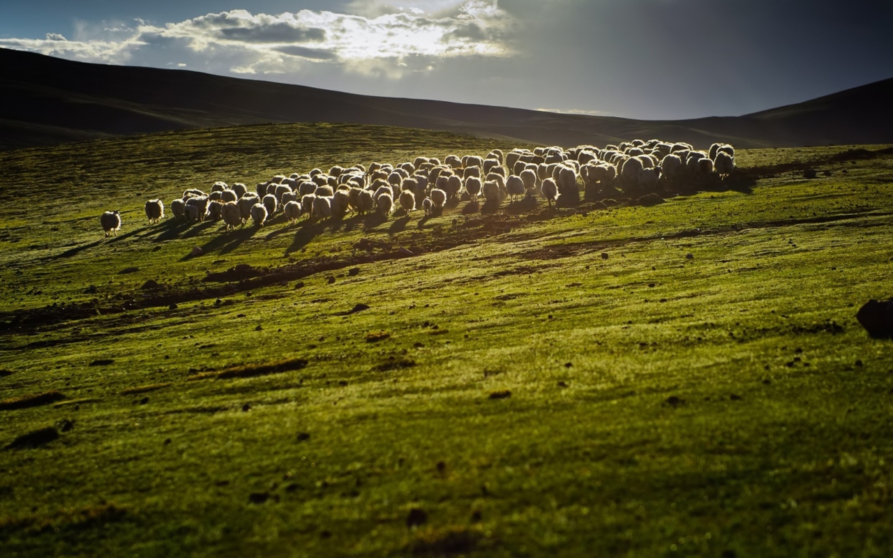 Sheep On Green Hills Of England wallpaper 1280x800