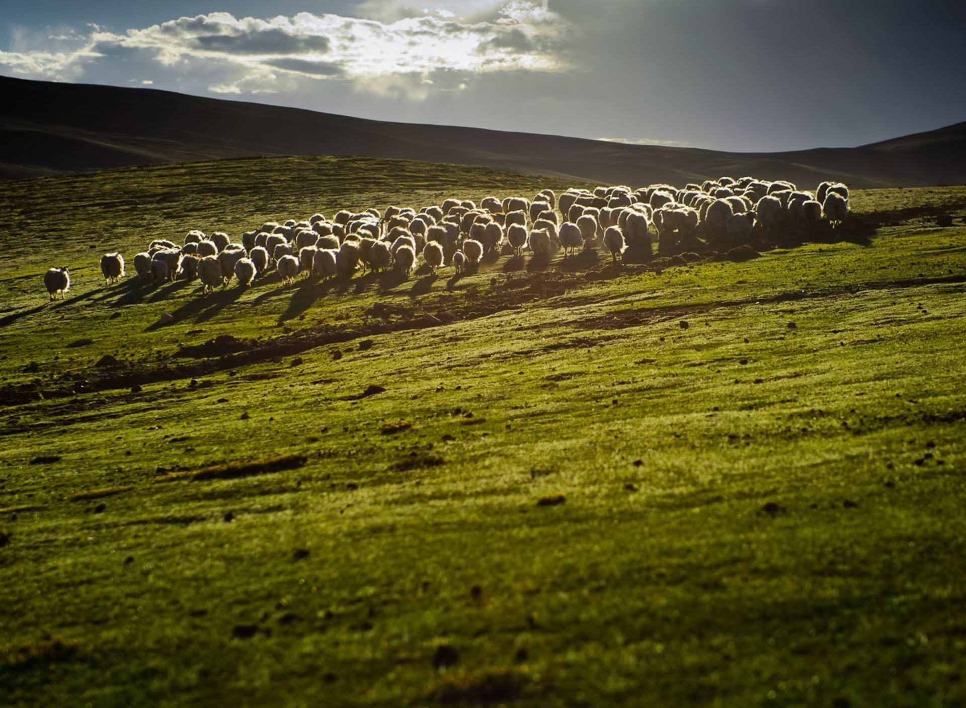 Обои Sheep On Green Hills Of England 1920x1408