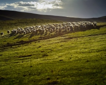 Sfondi Sheep On Green Hills Of England 220x176