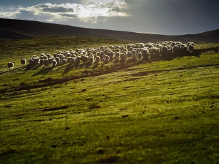 Обои Sheep On Green Hills Of England 320x240