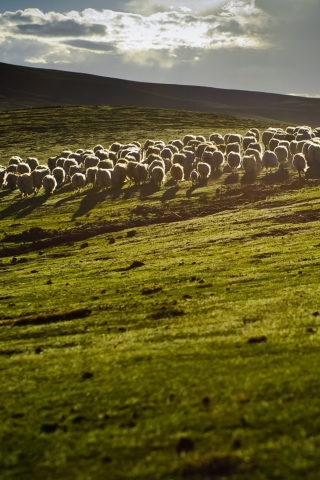 Обои Sheep On Green Hills Of England 320x480