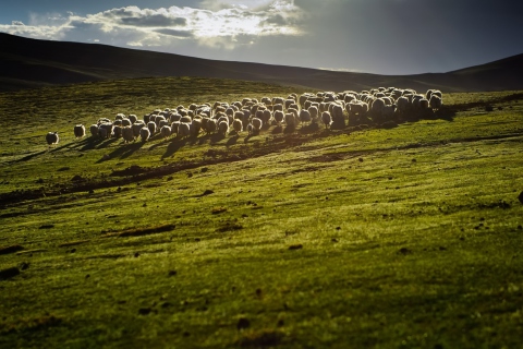 Sheep On Green Hills Of England wallpaper 480x320