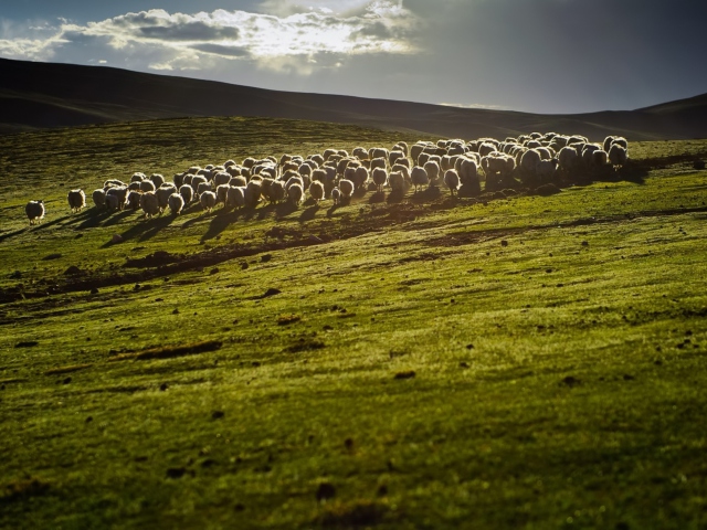 Обои Sheep On Green Hills Of England 640x480