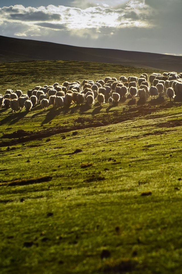 Обои Sheep On Green Hills Of England 640x960