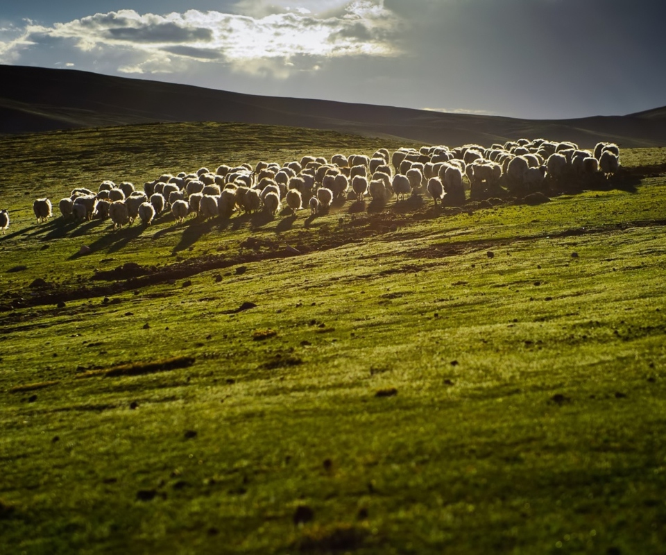 Обои Sheep On Green Hills Of England 960x800