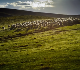 Kostenloses Sheep On Green Hills Of England Wallpaper für 208x208