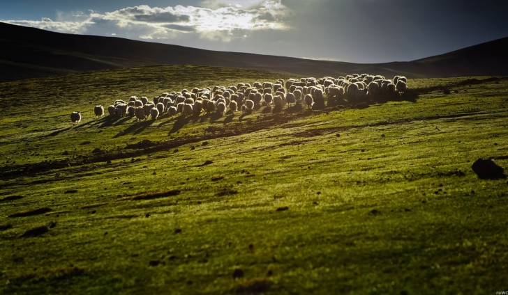 Fondo de pantalla Sheep On Green Hills Of England